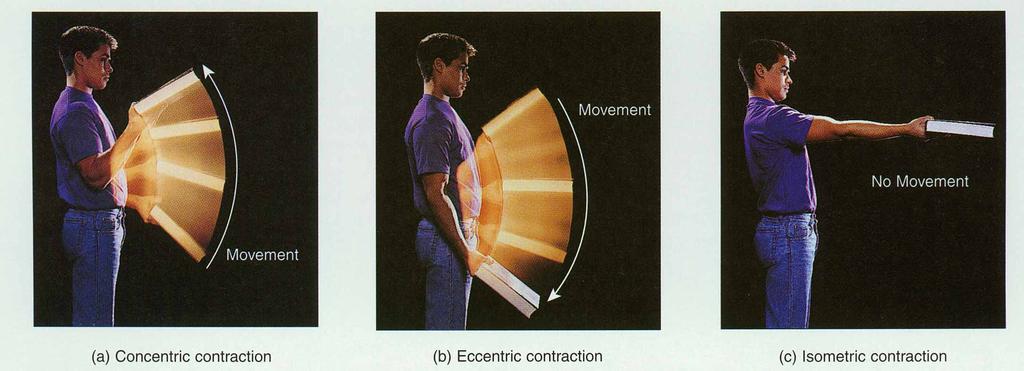 Isotonic and Isometric Contraction Concentric (isotonic) contraction: a load is moved Eccentric (isotonic) contraction Isometric