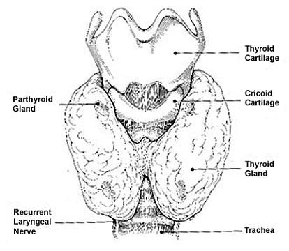 Pituitary TSH reflects tissue thyroid hormone actions TSH as an index of therapeutic success and