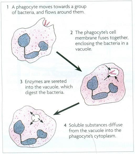 Phagocytosis Phagocytes have the ability to move out of capillaries to the site of an infection.