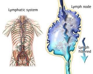 #77 Functions of lymphatic system The lymphatic system is a collection of lymph vessels and glands.