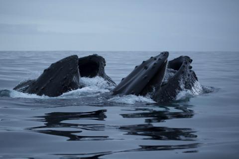 Humpback whale population recovery may be limited because their main food source is threatened by ongoing ocean warming.