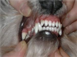 Premolars Crushing, chopping Dog 8 Upper/8 Lower Cat