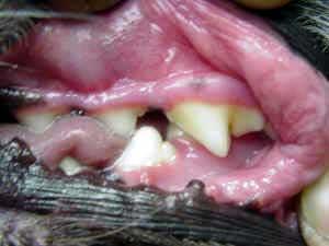pets are at risk for developing dental problems