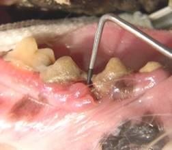 cats show signs of gum disease