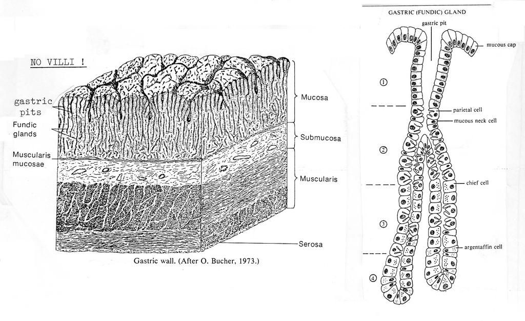 externa consists entirely of smooth muscle (lower third) or a mix of skeletal and smooth muscle (middle third). Slide #128 [Esophageal-stomach jct., dog, H&E, mixed set].
