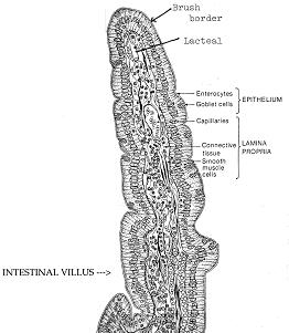 LARGE INTESTINE (cecum and appendix, colon, rectum) H & E preparation of the mucosa of the large intestine.