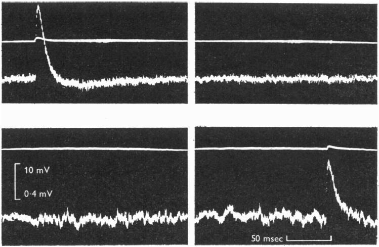 Figure 1: ACh noise Control (no ACh) Treatment of end-plates with ACh solution results in noise signature that