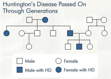 2. Huntington s Disease- damages nervous system and usually appears during adulthood. a. 75% chance if both parents heterozygous b.