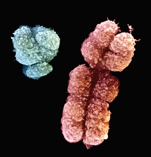 Mendel figured out much about heredity, but did not know about chromosomes a.