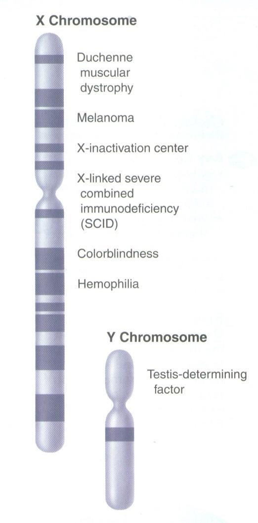 Expression of genes on sex chromosomes differs from autosomal genes 2. Sex-linked Genes a.