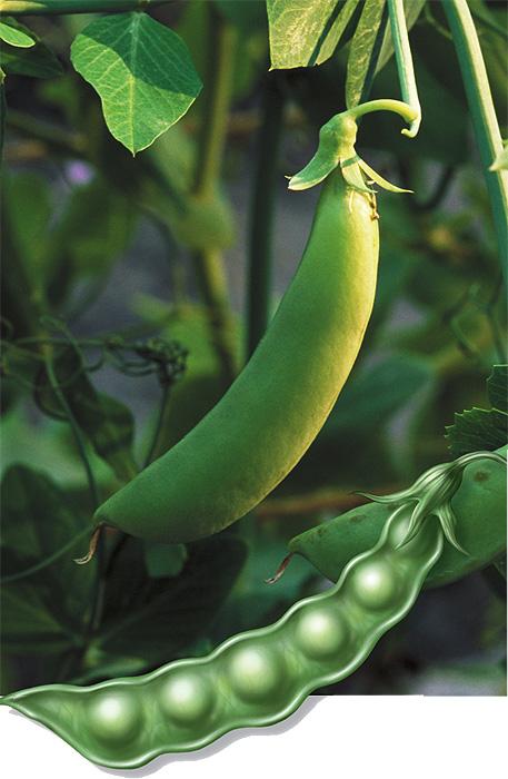 3. Experimental design a. Mendel chose pea plants because reproduce quickly and could control how they mate b.