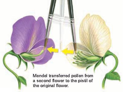 Resulting plants (first filial or F1 generation) all had purple flowers c. Allowed F1 generation to self-pollinate 1).