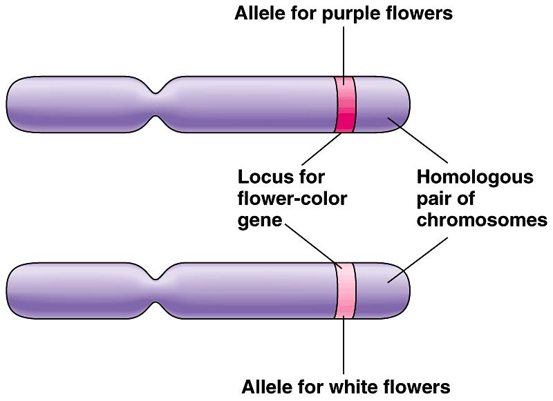 Alleles: alternative versions of a gene.