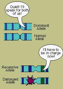 How do alleles differ?