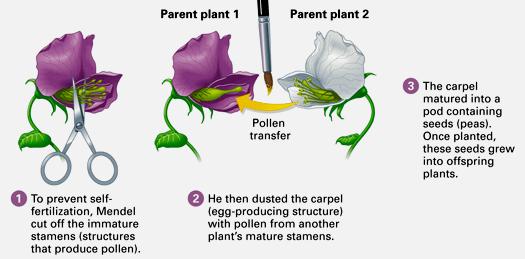 To test the particulate hypothesis, Mendel crossed truebreeding plants that had two distinct and contrasting traits for example, purple or white