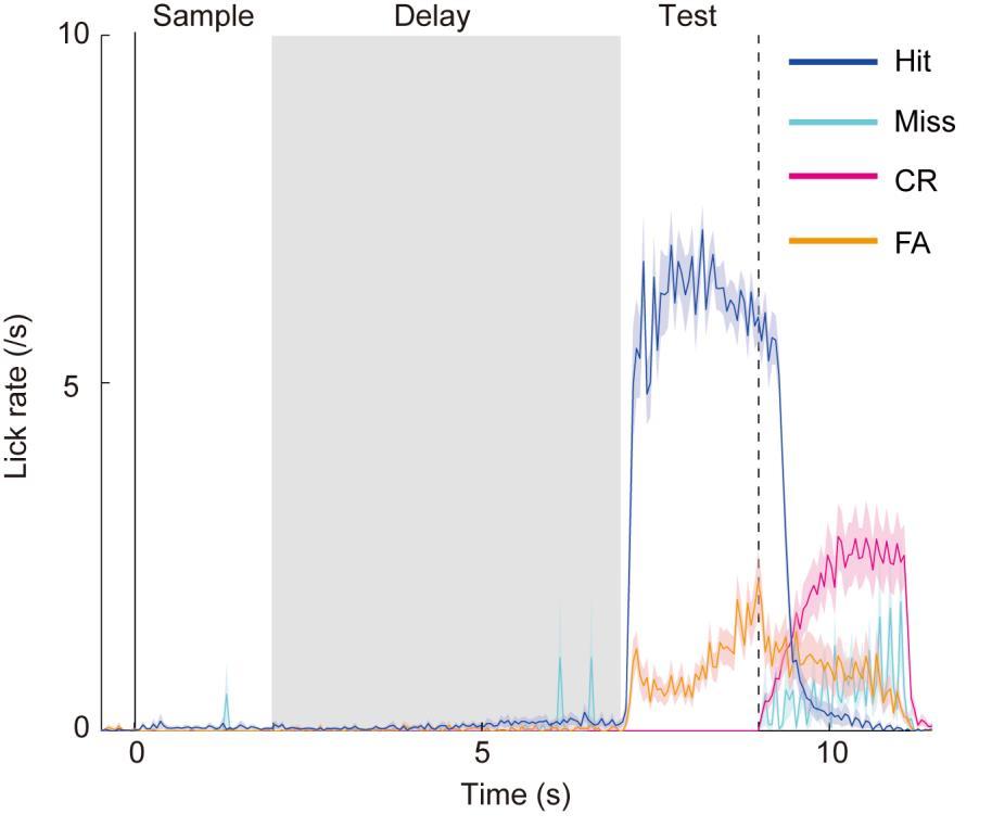 Supplementary Figure 1 Lick response during the delayed Go versus No-Go task.