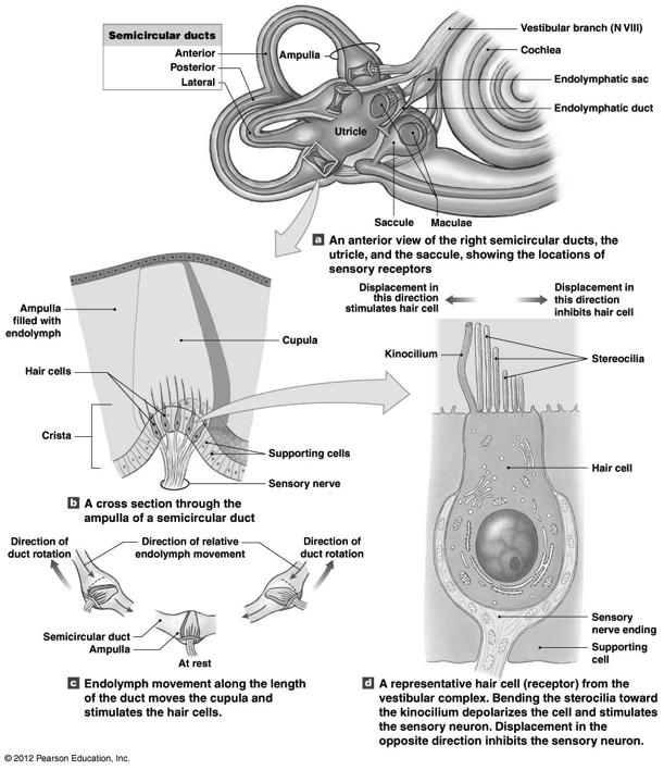 The Vestibular Complex Figure 17-24! 11!