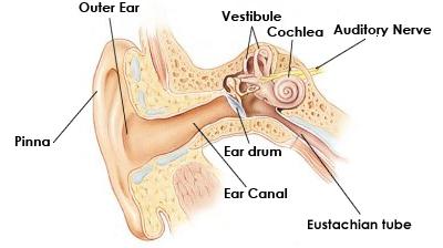 Perception of Sound Your ears are extraordinary organs. They pick up all the sounds around you and then translate this information into a form your brain can understand.