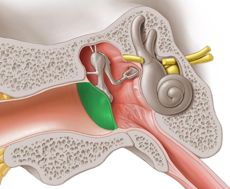 The Tympanic membrane (ear drum) Is a thin, fibrous membrane The inner surface of tympanic membrane is fixed to handle of Malleus Is formed of: 1-Outer layer: Skin 2- Middle layer: Fibrous tissue