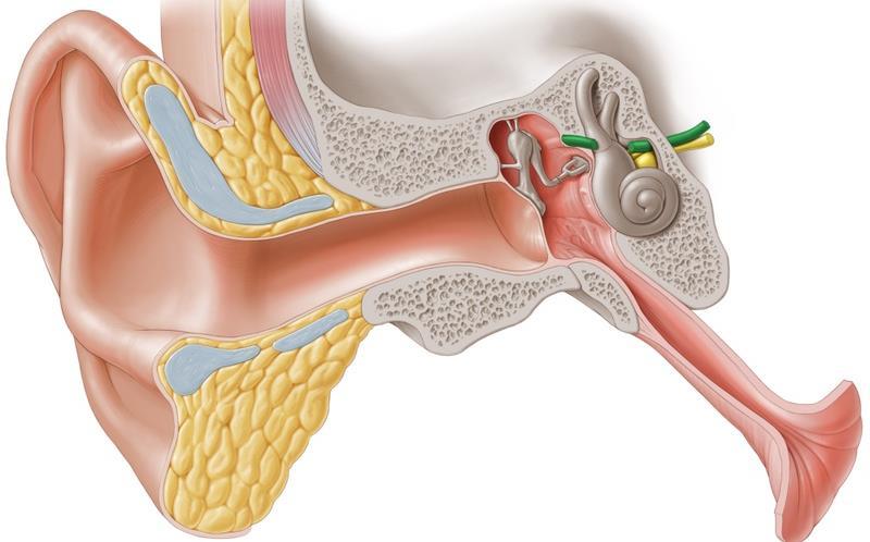 The Ear The ear consists of the external ear; the middle ear (tympanic cavity); and the internal ear (labyrinth), which contains the organs of hearing and balance.