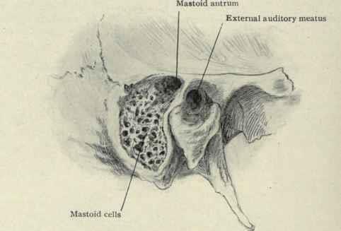 Mastoid Antrum communicates