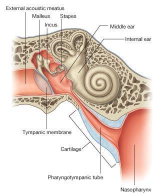 EUSTACHIAN TUBE: Pharyngo-tympanic tube Auditory tube Eustachian tube It connects the anterior wall of the tympanic cavity to the nasopharynx It serves to equalize air