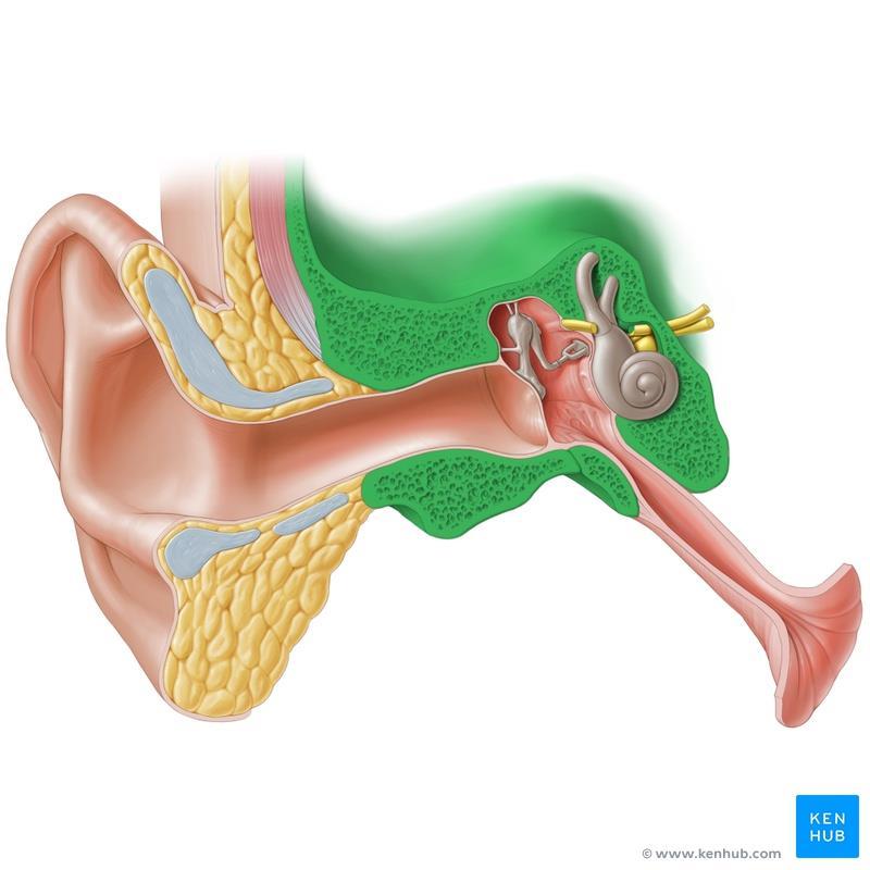 External ear Middle ear