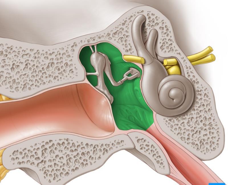 CONTENTS OF THE MIDDLE EAR Malleus Incus. Stapes.