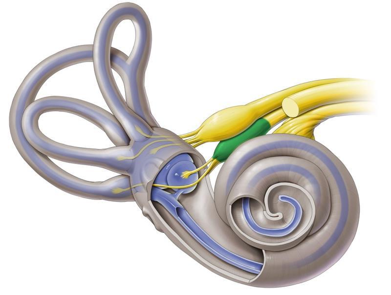 Membranous labyrinith Semicircular ducts Saccule and utricle Cochlear duct The membranous