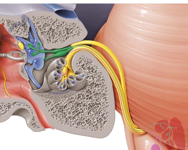 Vestibular nerve carries impulses from the utricle,