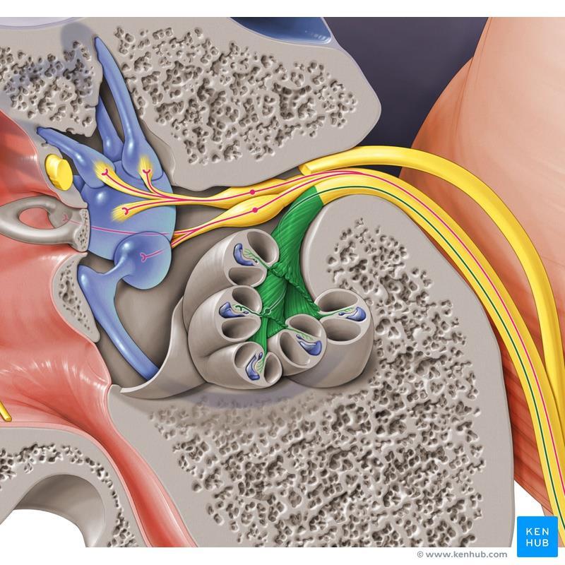 Cochlear nerve carries impulses from organ of Corti
