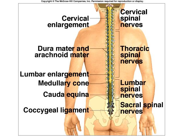 Anatomy of Lower Spinal Cord