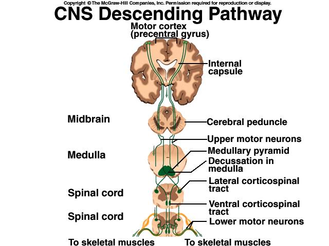 Spinocerebellar Pathway Corticospinal Tract Proprioceptive signals in limbs and trunk travel