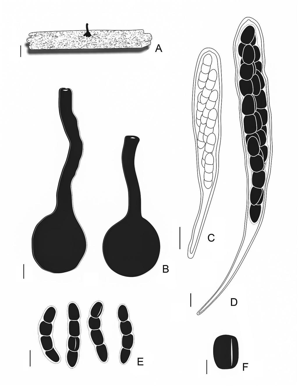 Sporormiella longicolla sp. nov. (Brazil)... 467 Fig. 3. Sporormiella longicolla (holotype, URM87584): A. pseudothecium on dung. B. long necked pseudothecia. C. young ascus. D.