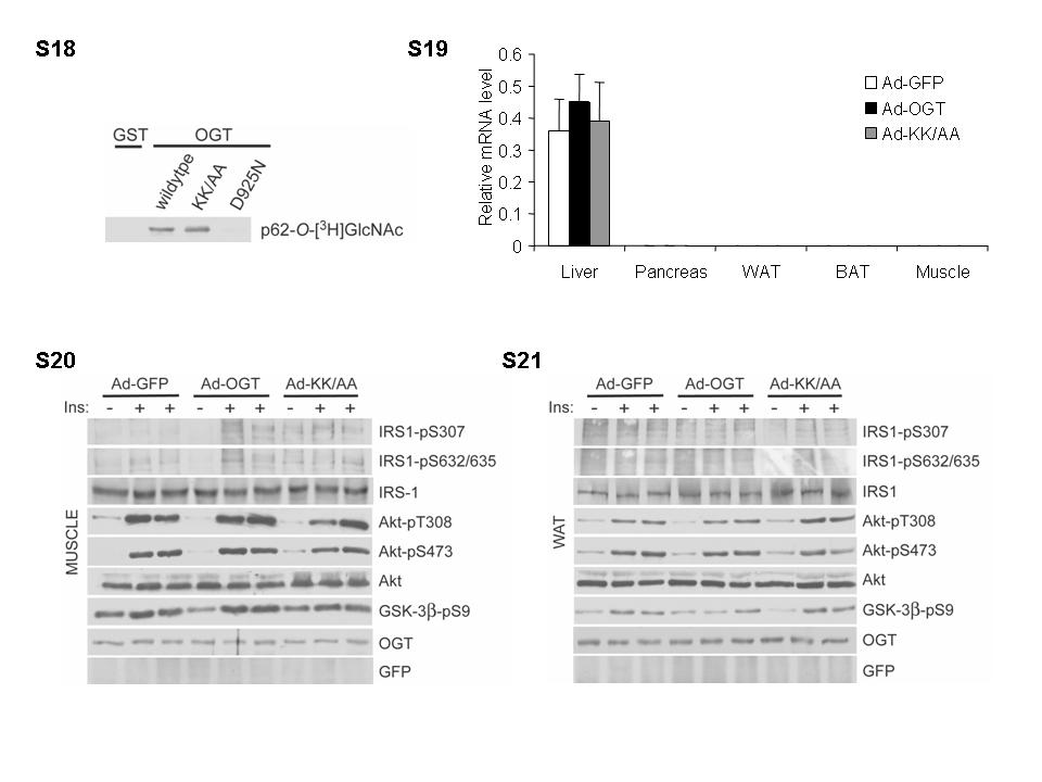 Supplementary Figure S18. OGT activity assay showing equal activity for wildtype OGT and the KK/AA mutant in catalyzing the transfer of the [ 3 H]GlcNAc moiety onto the p62 protein substrate.