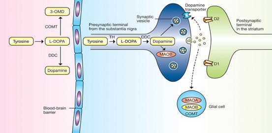 MAOB-I and COMT Reduce turnover of levodopa and dopamine