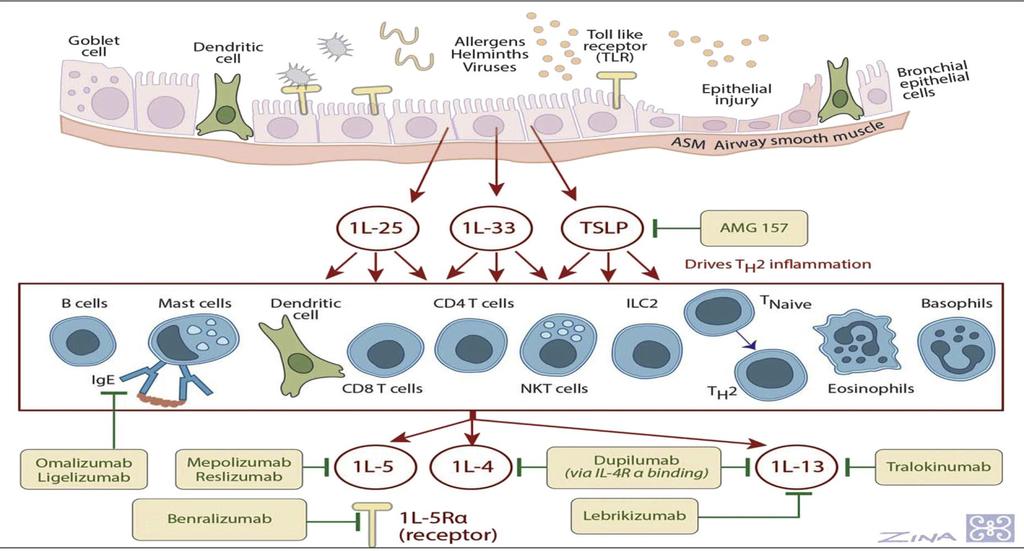 Targets in Type2 Inflammation