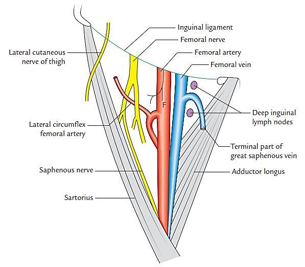 Tensor fascia latae Outer part of the iliac crest & superior aspect of ASIS Iliotibial tract below the greater trochanter Superior gluteal nerve Abduction of hip Stabilizing the knee in knee