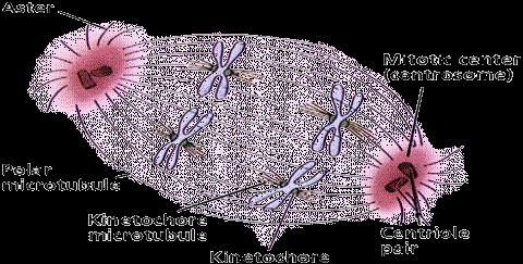 Made of MICROTUBULES ( ) Mitochondrion (plural = mitochondria)