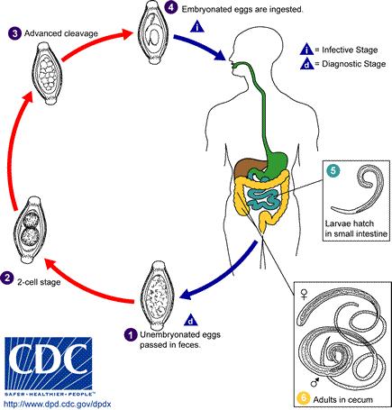 Life Cycle Pathology Anterior portion of worm embedded in intestinal mucosa of large intestine and cause petechial hemorrhages anemia Breaks and lesions in