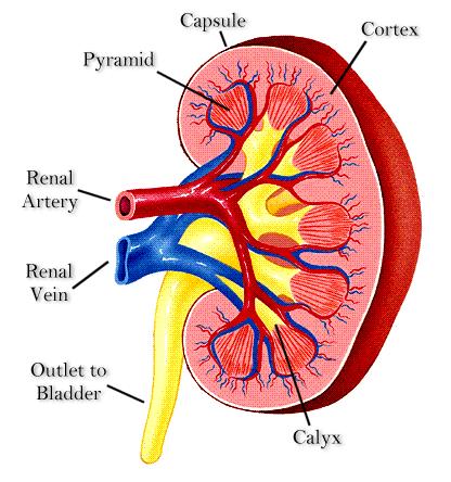 KIDNEY BLOOD SUPPLY: RENAL ARTERIES: arise from abdominal aorta; supply blood to kidney branches into smaller
