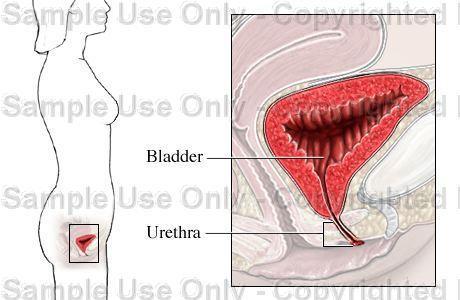 urethra opens just anterior to the