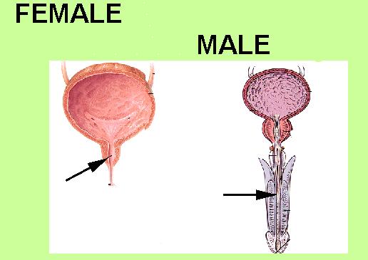 URETHRA *female urethral pathway is shorter than in males; as a result, females are