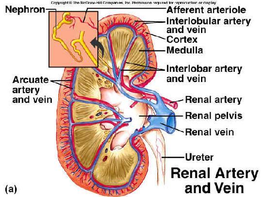 Blood Supply of a Nephron: -blood is brought to a nephron (glomerulus) via an afferent arteriole; -from here, it is