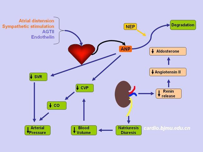 Atrial Natriuretic Hormone (ANH) inhibits the release of renin inhibits NaCl reabsorption by the