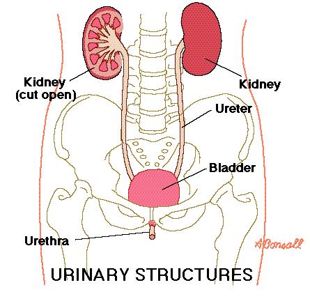 ORGANS OF THE URINARY SYSTEM 1) KIDNEYS: remove substances from the blood; form urine 2) URETERS: transport