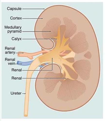 KIDNEY FUNCTIONS: 1) remove metabolic wastes from the blood & combine them with water formation of urine