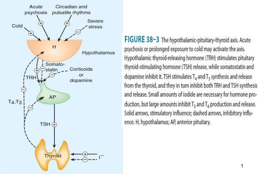 Before we start pharmacology and learn how to treat hypo/hyperthyroidism we should revise the thyroid hormones (we took them in physiology if you remember : )).