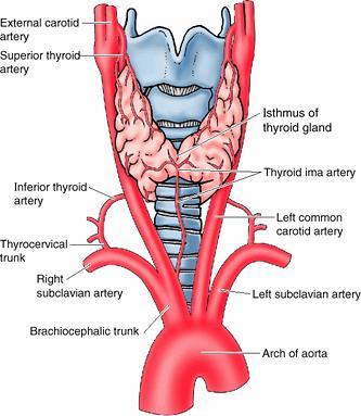 Štitna žlijezdu obavija tanka vezivna čahura, koja šalje dijelove vezivnog tkiva duboko u žlijezdu dijeleći je na režnjiće.