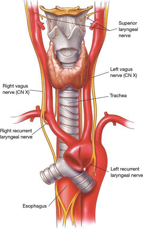 Tri su para tiroidnih vena koje obično tvore plexus thyroideus na anteriornoj površini štitne žlijezde. Vv.
